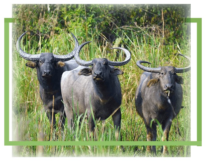 Wildlife at Manas National Park