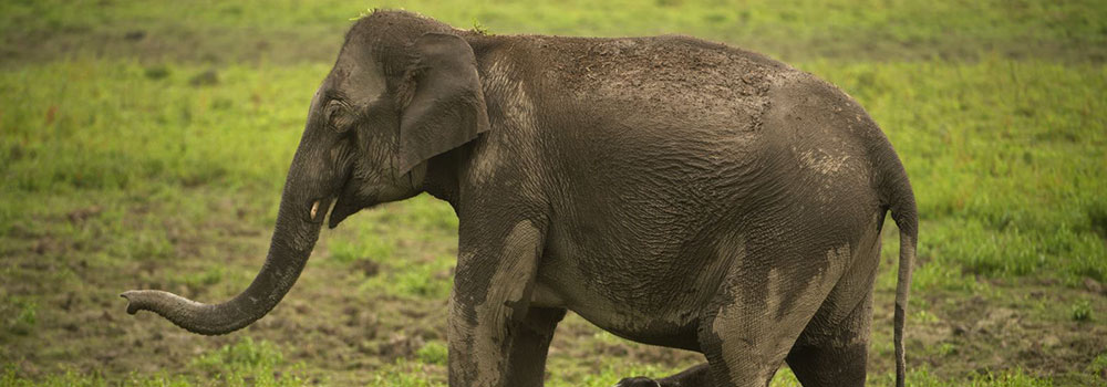 Elephant Safari in Manas National Park