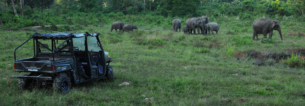 Manas National Park Safari
